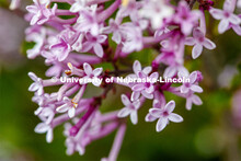 Blooming flowers and bushes on city campus. May 12, 2020. 