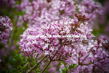 Blooming flowers and bushes on city campus. May 12, 2020. 