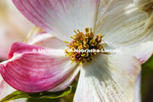 East campus blooms. May 12, 2020. 