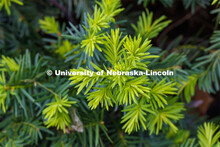 Blooming flowers and bushes on city campus. May 12, 2020. 