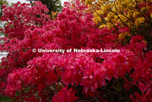 Azaleas bloom in the Maxwell Arboretum on East campus blooms. May 12, 2020. 