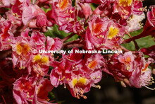 Blooming flowers and bushes on city campus. May 12, 2020. 