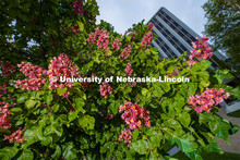 Blooming flowers and bushes on city campus. May 12, 2020. 