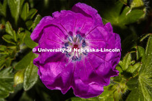 Blooming flowers and bushes on city campus. May 12, 2020. 