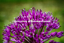 Blooming flowers and bushes on city campus. May 12, 2020. 