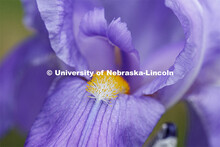 Blooming flowers and bushes on city campus. May 12, 2020. 