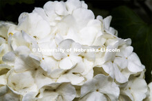 Blooming flowers and bushes on city campus. May 12, 2020. 