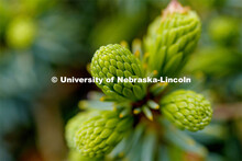 Blooming flowers and bushes on city campus. May 12, 2020. 