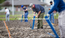 James Schnable and his group hand plants corn and sorghum seeds at the East Campus ag fields. May 20