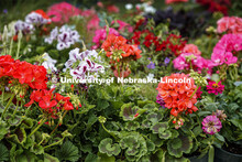 The University of Nebraska-Lincoln Horticulture Club hosted its first-ever plant giveaway Thursday, 