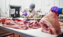 Calvin Schrock, Research Manager in Animal Science, cuts a pork carcass Thursday. UNL's Loeffel Meat