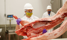 David Velazco, a masters student in Animal Science, positions a pork carcass onto the cutting table 