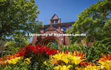 Various colors of lilies bloom in front of Architecture Hall. June 11, 2020. 