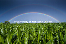 Rural landscape of a double rainbow over a corn field north of Adams, NE. June 22, 2020. 