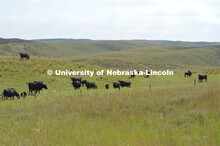 Cattle and livestock on the Diamond Bar Ranch north of Stapleton, NE, in the Nebraska Sandhills. Jun