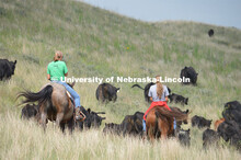 Ranchers ride on horseback to round up the cattle for branding and tagging. Cattle and livestock on 