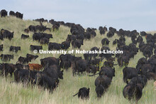 Cattle and livestock on the Diamond Bar Ranch north of Stapleton, NE, in the Nebraska Sandhills. Jun