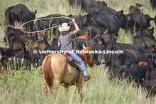 Ranchers ride on horseback to round up the cattle for branding and tagging. Cattle and livestock on 