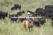 Ranchers ride on horseback to round up the cattle for branding and tagging. Cattle and livestock on 