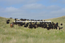 Ranchers ride on horseback to round up the cattle for branding and tagging. Cattle and livestock on 