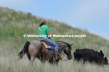 Ranchers ride on horseback to round up the cattle for branding and tagging. Cattle and livestock on 