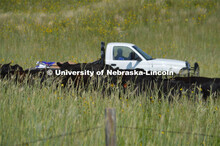 Cattle and livestock on the Diamond Bar Ranch north of Stapleton, NE, in the Nebraska Sandhills. Jun