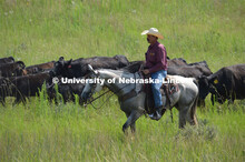 Ranchers ride on horseback to round up the cattle for branding and tagging. Cattle and livestock on 