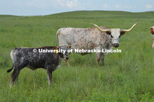 Cattle and livestock on the Diamond Bar Ranch north of Stapleton, NE, in the Nebraska Sandhills. Jun