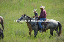 Ranchers ride on horseback to round up the cattle for branding and tagging. Cattle and livestock on 