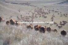 Ranchers ride on horseback to round up the cattle for branding and tagging. Cattle and livestock on 