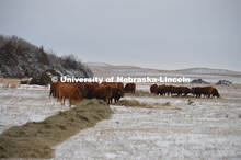 Cattle and livestock on the Diamond Bar Ranch north of Stapleton, NE, in the Nebraska Sandhills. Jun