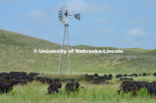 Cattle and livestock on the Diamond Bar Ranch north of Stapleton, NE, in the Nebraska Sandhills. Jun