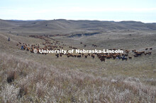 Ranchers ride on horseback to round up the cattle for branding and tagging. Cattle and livestock on 