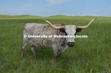 Cattle and livestock on the Diamond Bar Ranch north of Stapleton, NE, in the Nebraska Sandhills. Jun