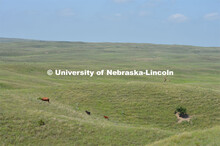 Cattle and livestock on the Diamond Bar Ranch north of Stapleton, NE, in the Nebraska Sandhills. Jun