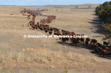 Ranchers ride on horseback to round up the cattle for branding and tagging. Cattle and livestock on 