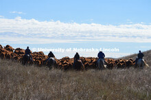 Ranchers ride on horseback to round up the cattle for branding and tagging. Cattle and livestock on 