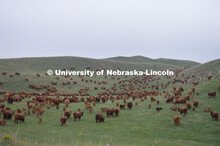 Cattle and livestock on the Diamond Bar Ranch north of Stapleton, NE, in the Nebraska Sandhills. Jun
