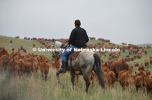 Ranchers ride on horseback to round up the cattle for branding and tagging. Cattle and livestock on 