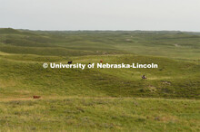 Ranchers ride on horseback to round up the cattle for branding and tagging. Cattle and livestock on 