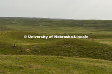 Cattle and livestock on the Diamond Bar Ranch north of Stapleton, NE, in the Nebraska Sandhills. Jun