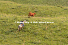 Ranchers ride on horseback to round up the cattle for branding and tagging. Cattle and livestock on 