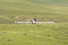 Ranchers ride on horseback to round up the cattle for branding and tagging. Cattle and livestock on 
