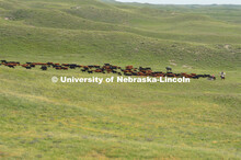 Ranchers ride on horseback to round up the cattle for branding and tagging. Cattle and livestock on 