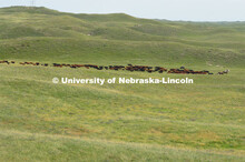 Ranchers ride on horseback to round up the cattle for branding and tagging. Cattle and livestock on 