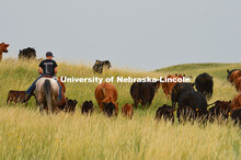 Ranchers ride on horseback to round up the cattle for branding and tagging. Cattle and livestock on 