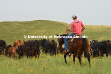 Ranchers ride on horseback to round up the cattle for branding and tagging. Cattle and livestock on 