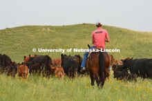 Ranchers ride on horseback to round up the cattle for branding and tagging. Cattle and livestock on 