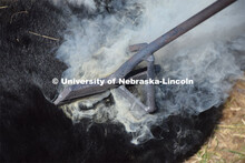 Cattle and livestock on the Diamond Bar Ranch north of Stapleton, NE, in the Nebraska Sandhills. Jun