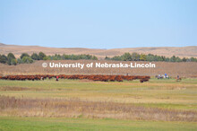 Ranchers ride on horseback to round up the cattle for branding and tagging. Cattle and livestock on 